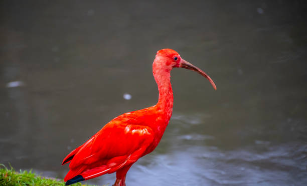 istock Scarlet Ibis hunting. 1132907416