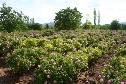 Rose field in ısparta, turkey