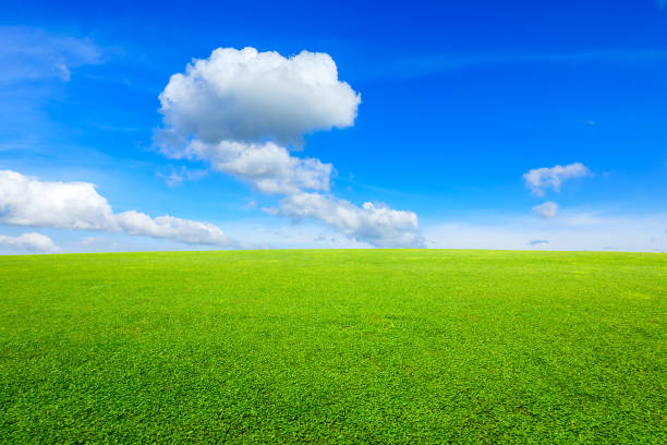 istock Green grass and blue sky with white clouds 1132908213