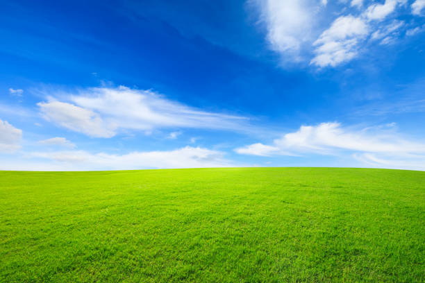 istock Green grass and blue sky with white clouds 1132908260