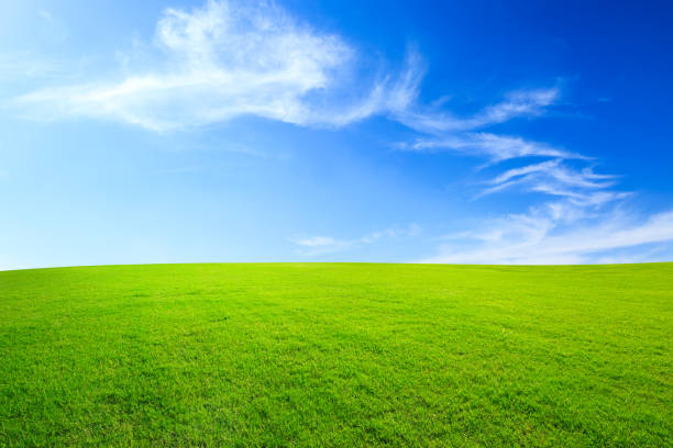 istock Green grass and blue sky with white clouds 1132908452