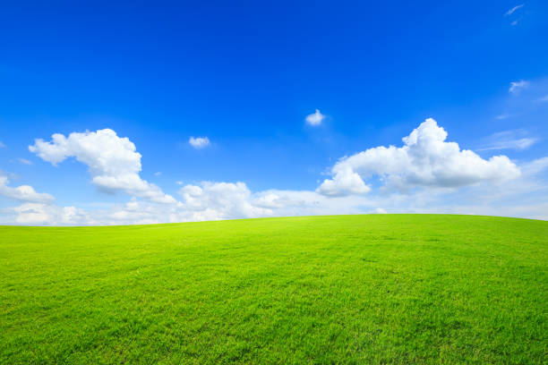 istock Green grass and blue sky with white clouds 1132908486