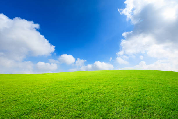 istock Green grass and blue sky with white clouds 1132908514