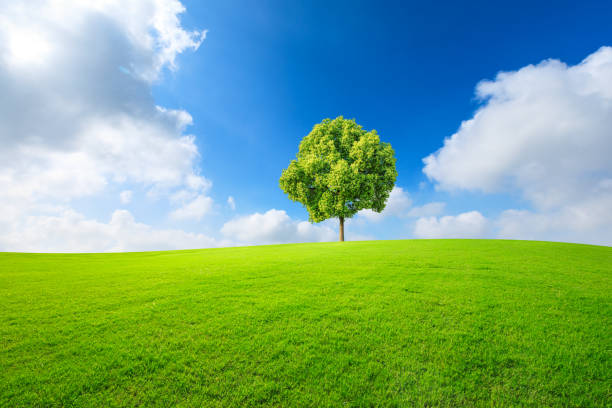 istock Green tree and grass field with white clouds 1132908530