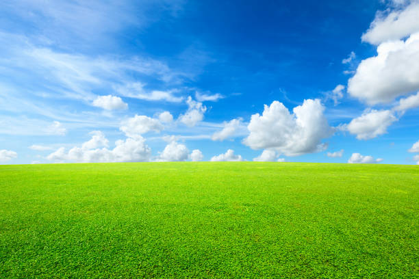 istock Green grass and blue sky with white clouds 1132909230