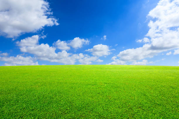 istock Green grass and blue sky with white clouds 1132909853
