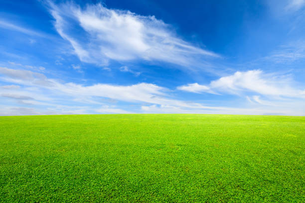 istock Green grass and blue sky with white clouds 1132909940