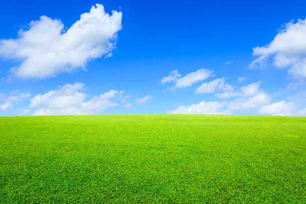 istock Green grass and blue sky with white clouds 1132909960