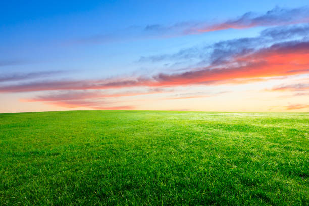 istock Green grass and beautiful sky at sunset 1132910003