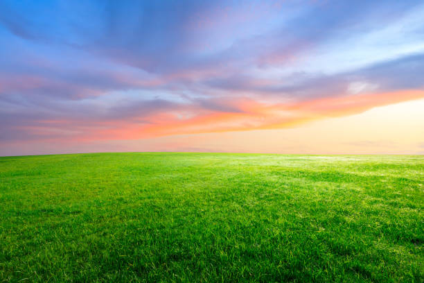 istock Green grass and beautiful sky at sunset 1132910008
