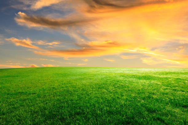 istock Green grass and beautiful sky at sunset 1132910009
