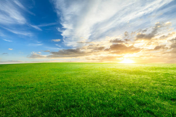 istock Green grass and beautiful sky at sunset 1132910032