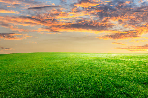 istock Green grass and beautiful sky at sunset 1132910033
