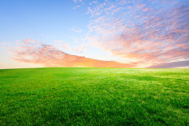 istock Green grass and beautiful sky at sunset 1132910047