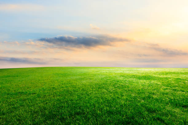 istock Green grass and beautiful sky at sunset 1132910048