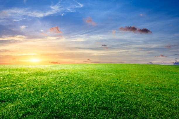 istock Green grass and beautiful sky at sunset 1132910071
