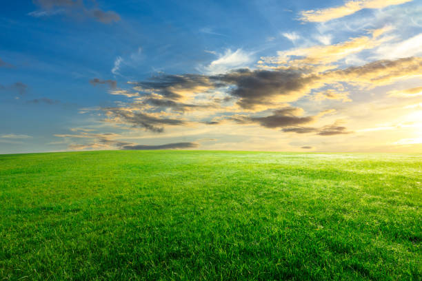 istock Green grass and beautiful sky at sunset 1132910072