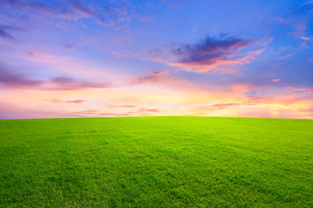 istock Green grass and beautiful sky at sunset 1132910082