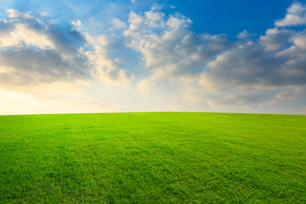 istock Green grass and beautiful sky at sunset 1132910088