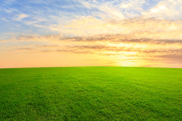 istock Green grass and beautiful sky at sunset 1132910145