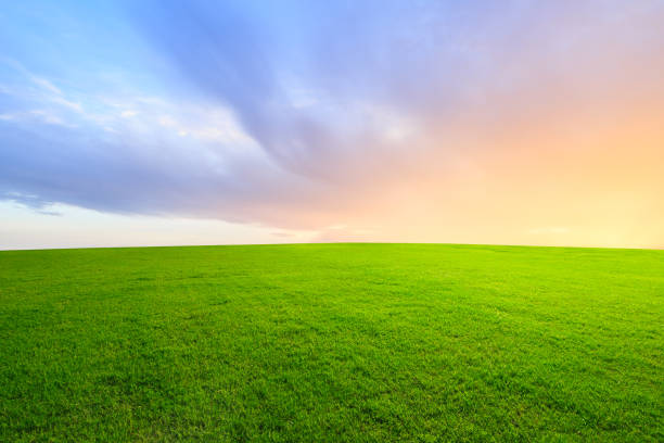 istock Green grass and beautiful sky at sunset 1132910149