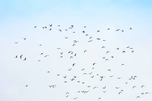 istock Flocks of birds flying in the sky. 1132910205