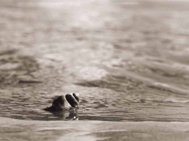 istock Shells and snails on the river bank..Background. 1132911250