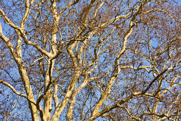 istock Big old plane tree in autumn in the park 1132911285