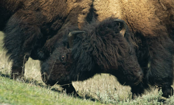 istock Bison fighting in Yellowstone National Park 1132912518