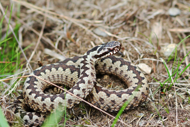 aggressive male Vipera berus in natural habitat aggressive male Vipera berus in natural habitat, the common european adder ready to strike common adder stock pictures, royalty-free photos & images