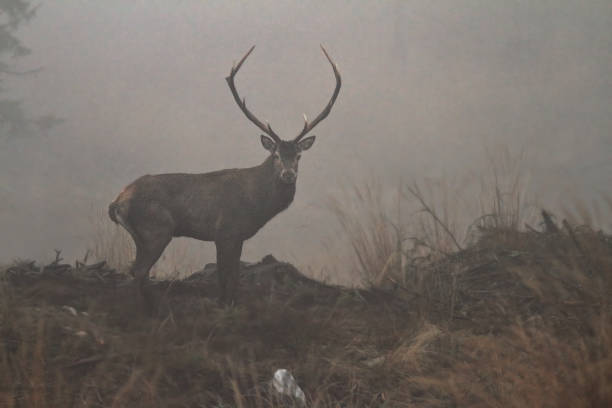 istock majestic red deer stag at dawn ( Cervus elaphus ) 1132913314