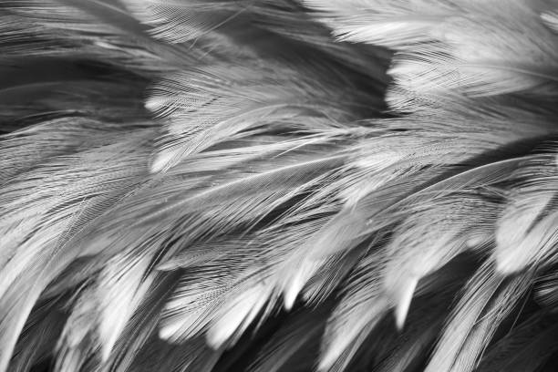 istock Feather texture background in black and white tone. 1132913860