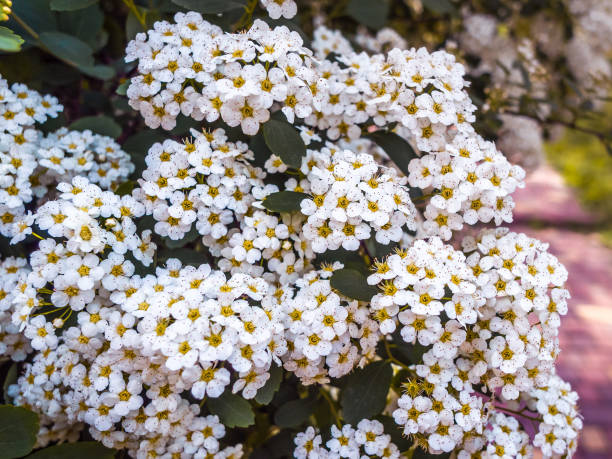 istock Branches with white flowers Spiraea cantoniensis. 1132915661