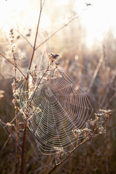 istock spider web on grass, foggy morning 1132916599