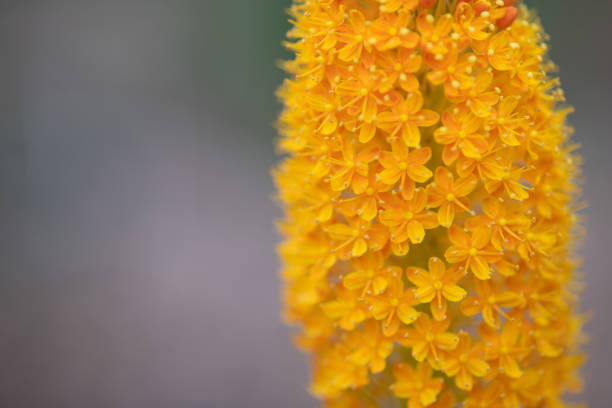 orange bulbinella flower