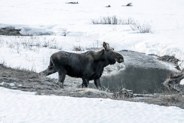 istock Bull moose at round prairie in Yellowstone USA 1132917607