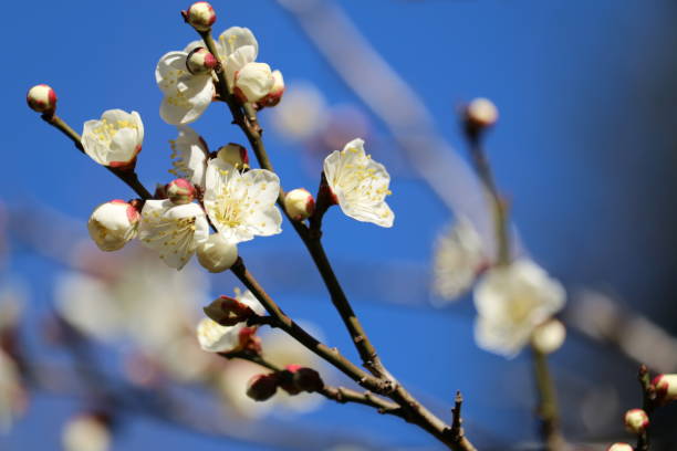 istock Japanese apricot with white blossoms 1132917874