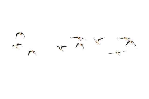 istock Isolated Flocks of birds flying on a white background. 1132922182