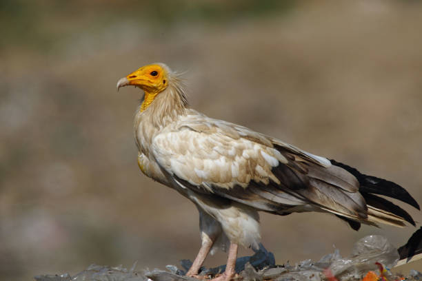 istock Egyptian Vulture 1132925315