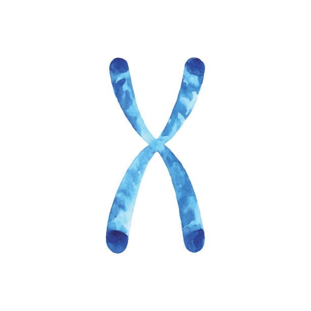 illustrazioni stock, clip art, cartoni animati e icone di tendenza di cromosoma acquerello - chromosome