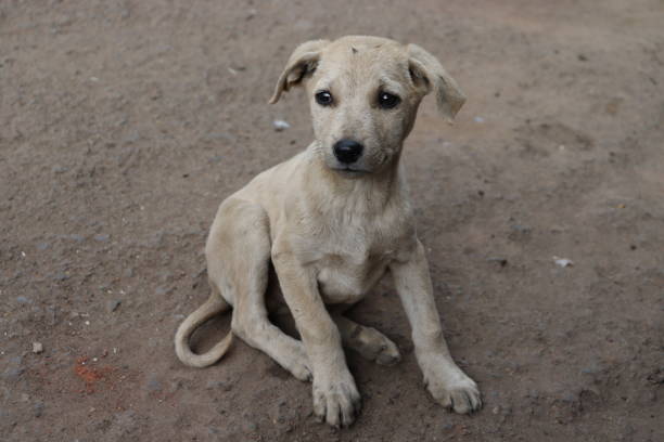 istock Stray Dog Puppy 1132925784