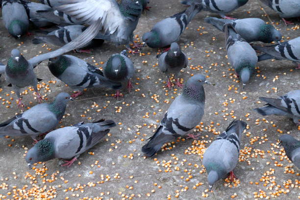 istock Beautiful Pigeons And Doves 1132925790
