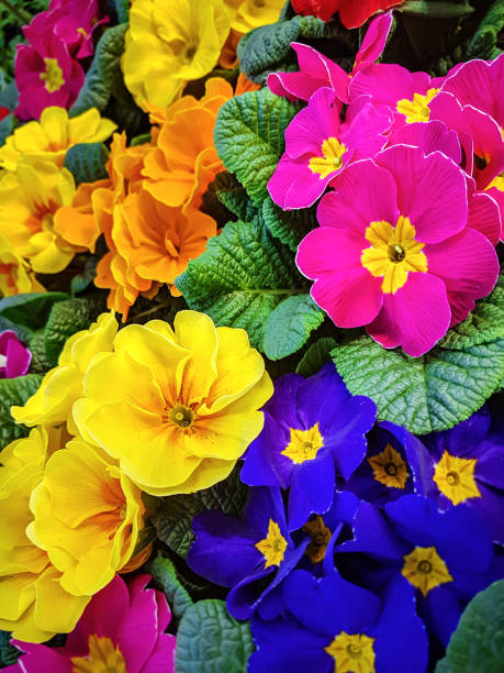 istock Colorful pansy flowers 1132925812