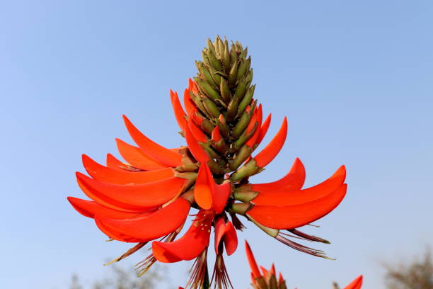 istock Flower In the Garden 1132926113