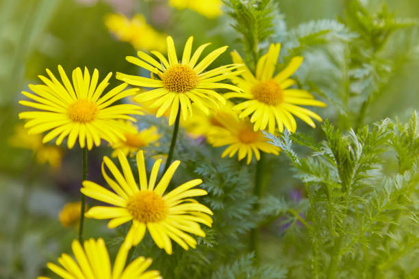 flores de doronicum - sunflower flower flower bed light fotografías e imágenes de stock