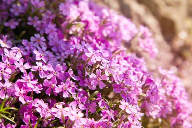 flores de phlox - lilac bush nature flower bed fotografías e imágenes de stock