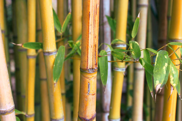 istock Closeup of bamboo thickets 1132926736