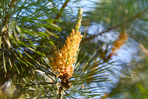 Young pine bud (cone). Pine kidney. Kidney coniferous tree close-up.