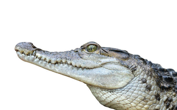 istock Freshwater crocodile ( Crocodylus mindorensis ) isolated on a white background. 1132927072