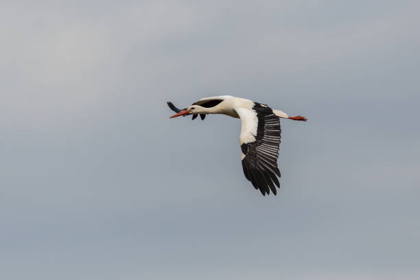 istock white stork (ciconia ciconia) flying in cloudy sky, spread wings 1132927144